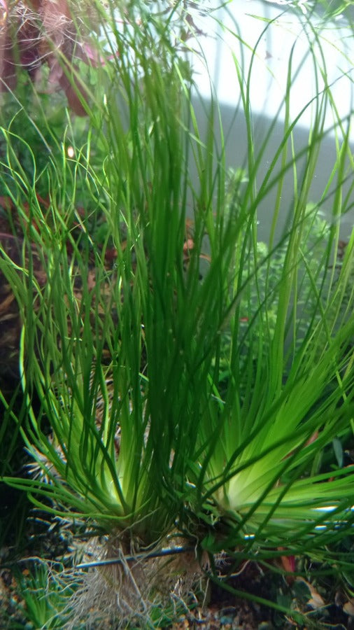 Eriocaulon Malayattoor אריוקולון מלאיאטור