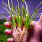 Eriocaulon Malayattoor אריוקולון מלאיאטור