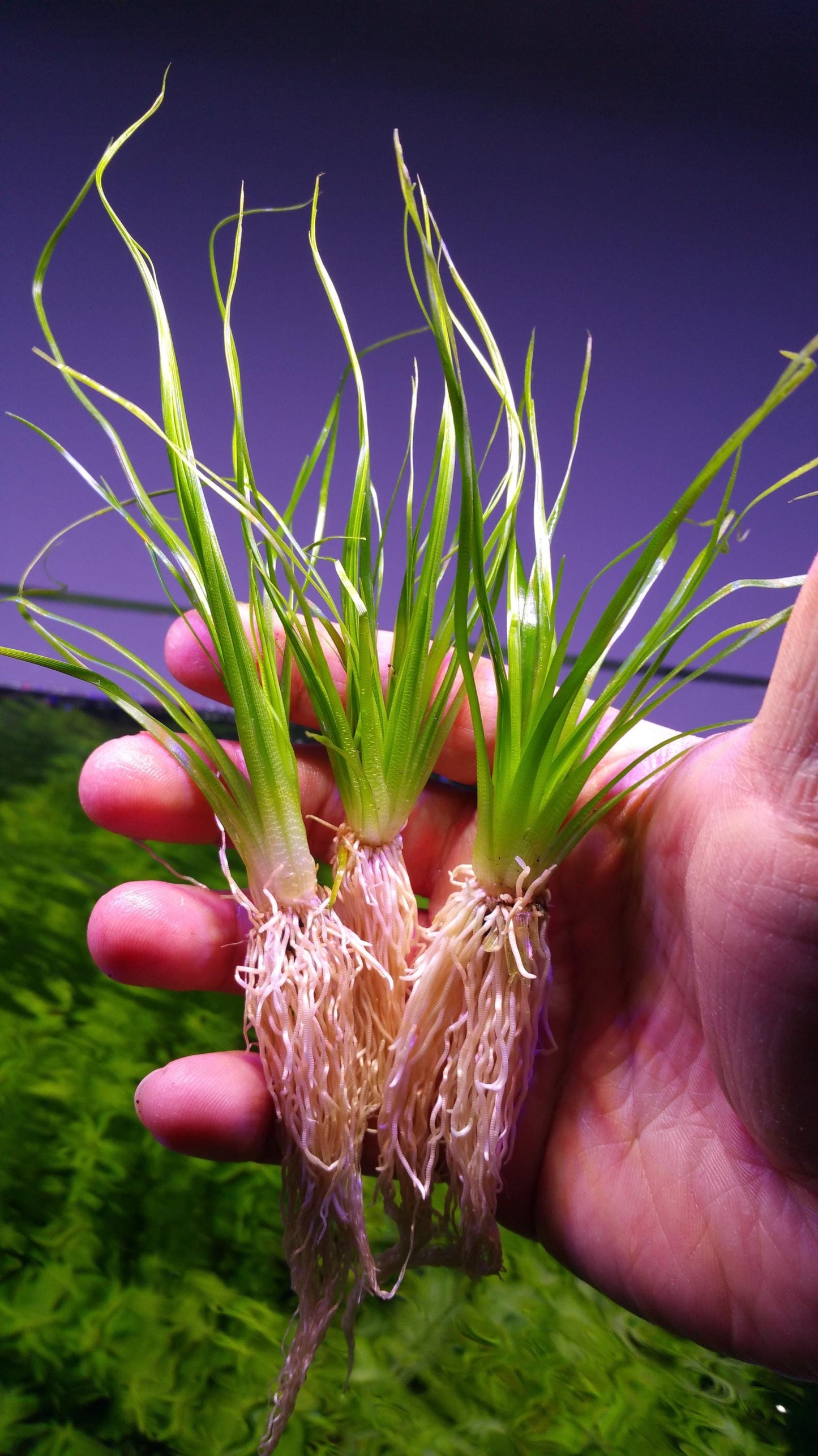 Eriocaulon Malayattoor אריוקולון מלאיאטור