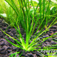 Eriocaulon Malayattoor אריוקולון מלאיאטור