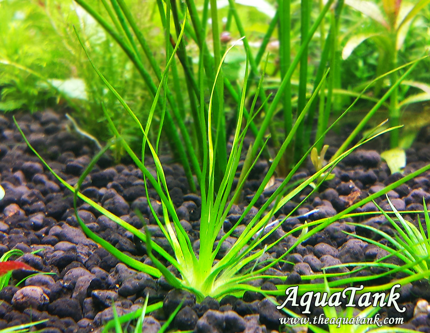 Eriocaulon Malayattoor אריוקולון מלאיאטור