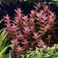 Bacopa Caroliniana sp Colorata  בקופה קרוליניאנה קולורטה