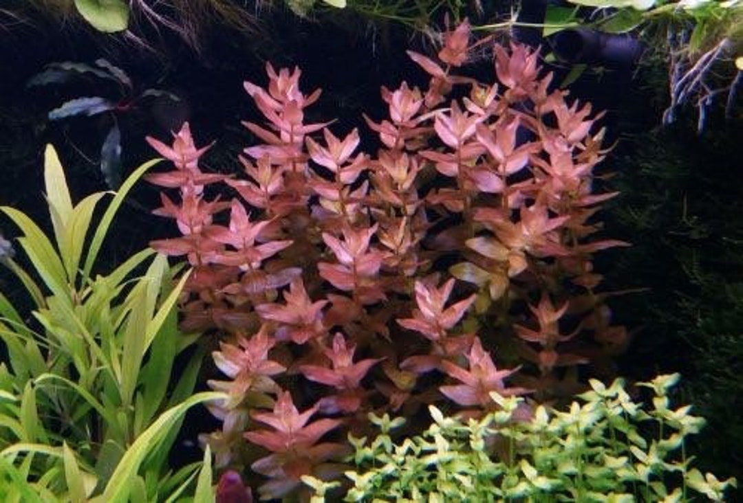 Bacopa Caroliniana sp Colorata  בקופה קרוליניאנה קולורטה