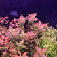 Bacopa Caroliniana sp Colorata  בקופה קרוליניאנה קולורטה