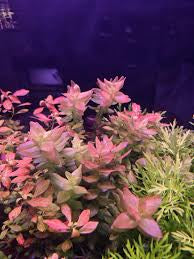 Bacopa Caroliniana sp Colorata  בקופה קרוליניאנה קולורטה