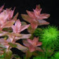 Bacopa Caroliniana sp Colorata  בקופה קרוליניאנה קולורטה