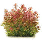 Bacopa Caroliniana sp Colorata  בקופה קרוליניאנה קולורטה