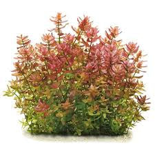 Bacopa Caroliniana sp Colorata  בקופה קרוליניאנה קולורטה