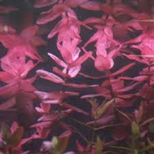 Bacopa Caroliniana sp Colorata  בקופה קרוליניאנה קולורטה