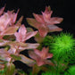 Bacopa Caroliniana sp Colorata  בקופה קרוליניאנה קולורטה