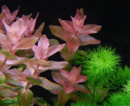 Bacopa Caroliniana sp Colorata  בקופה קרוליניאנה קולורטה