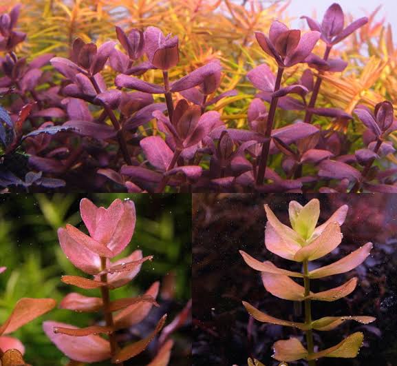 Bacopa Caroliniana sp Colorata  בקופה קרוליניאנה קולורטה