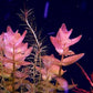 Bacopa Caroliniana sp Colorata  בקופה קרוליניאנה קולורטה