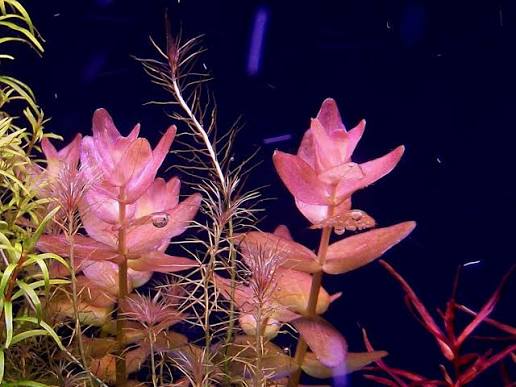 Bacopa Caroliniana sp Colorata  בקופה קרוליניאנה קולורטה
