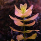 Bacopa Caroliniana sp Colorata  בקופה קרוליניאנה קולורטה