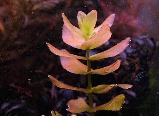 Bacopa Caroliniana sp Colorata  בקופה קרוליניאנה קולורטה