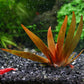 Xyris Diformis sp. Red.  קסיריס דיפורמיס אדום