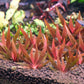 Xyris Diformis sp. Red.  קסיריס דיפורמיס אדום