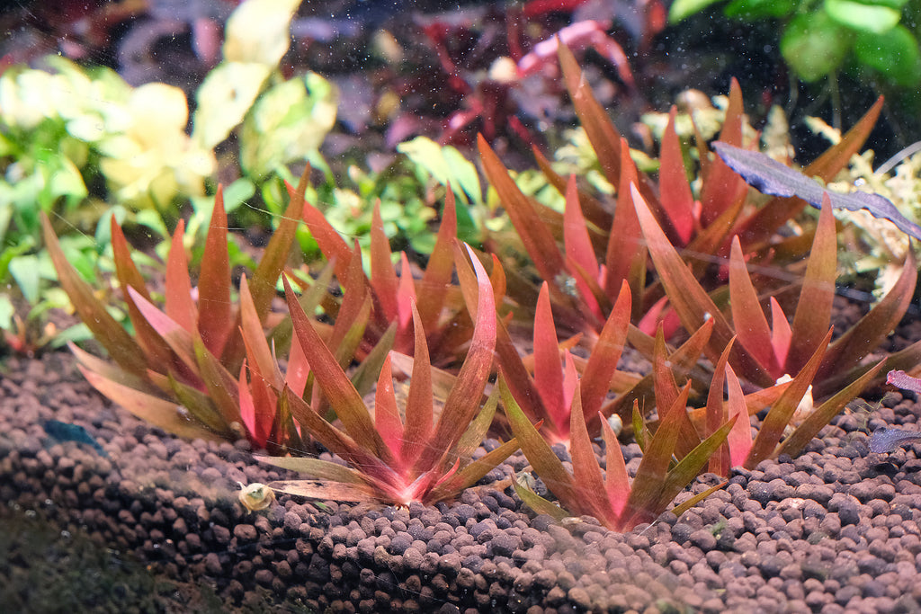 Xyris Diformis sp. Red.  קסיריס דיפורמיס אדום