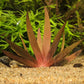 Xyris Diformis sp. Red.  קסיריס דיפורמיס אדום