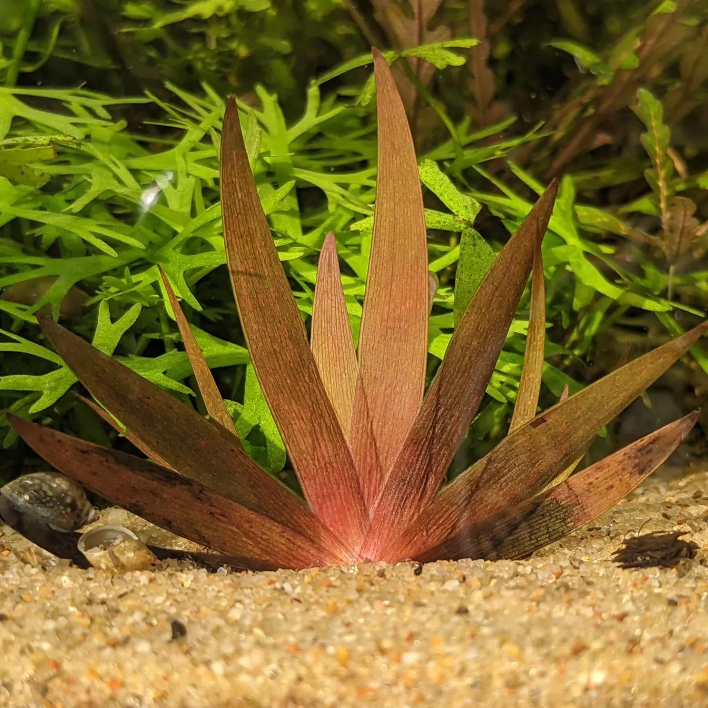 Xyris Diformis sp. Red.  קסיריס דיפורמיס אדום