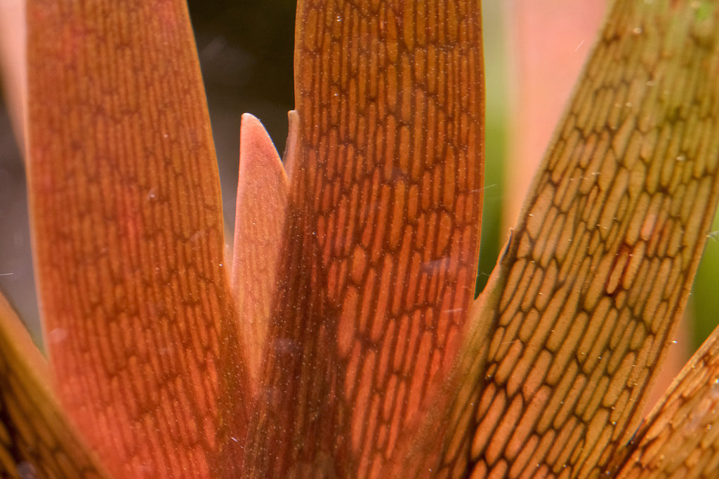 Xyris Diformis sp. Red.  קסיריס דיפורמיס אדום