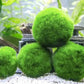 “ Marimo Ball ” Aegagropila Linnaei     מרימו בול