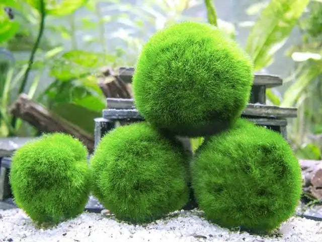 “ Marimo Ball ” Aegagropila Linnaei     מרימו בול