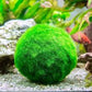 “ Marimo Ball ” Aegagropila Linnaei     מרימו בול