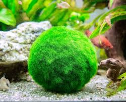 “ Marimo Ball ” Aegagropila Linnaei     מרימו בול