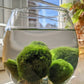 “ Marimo Ball ” Aegagropila Linnaei     מרימו בול
