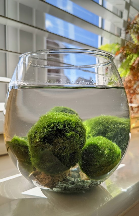 “ Marimo Ball ” Aegagropila Linnaei     מרימו בול