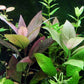 היגרופילה קורימבוסה   Hygrophila Corimbosa