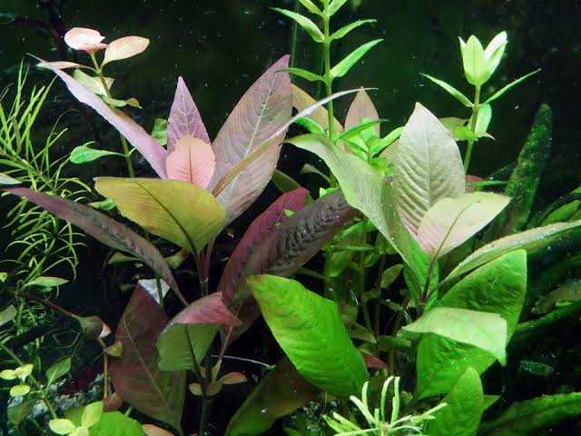 היגרופילה קורימבוסה   Hygrophila Corimbosa