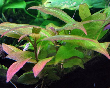 היגרופילה קורימבוסה   Hygrophila Corimbosa