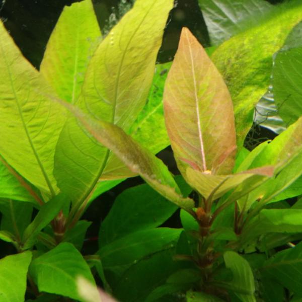 היגרופילה קורימבוסה   Hygrophila Corimbosa