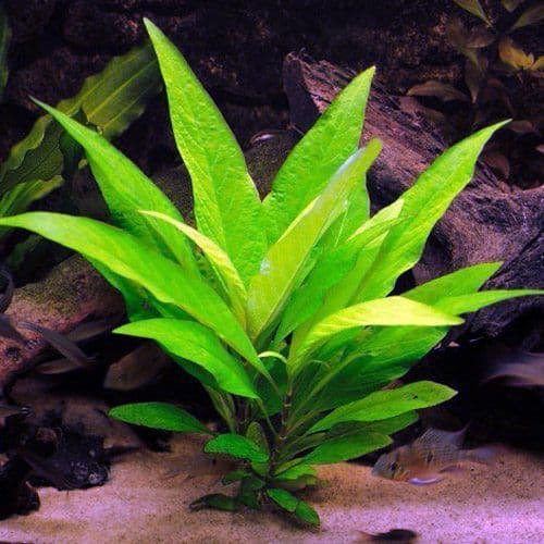 היגרופילה קורימבוסה   Hygrophila Corimbosa