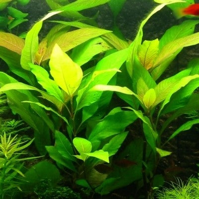 היגרופילה קורימבוסה   Hygrophila Corimbosa