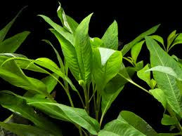 היגרופילה קורימבוסה   Hygrophila Corimbosa