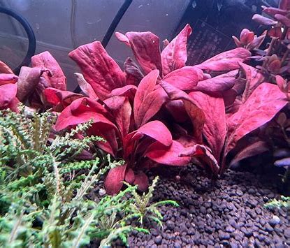 סמולוס פרוויפלורוס רד samolus parviflorus red