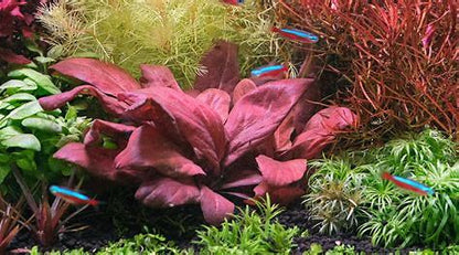 סמולוס פרוויפלורוס רד samolus parviflorus red