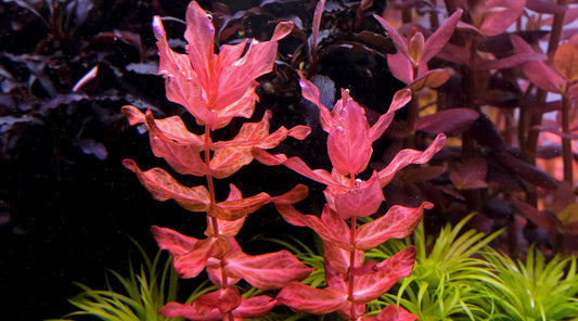 רוטלה מקרנדרה רד  Rotala macrandra red