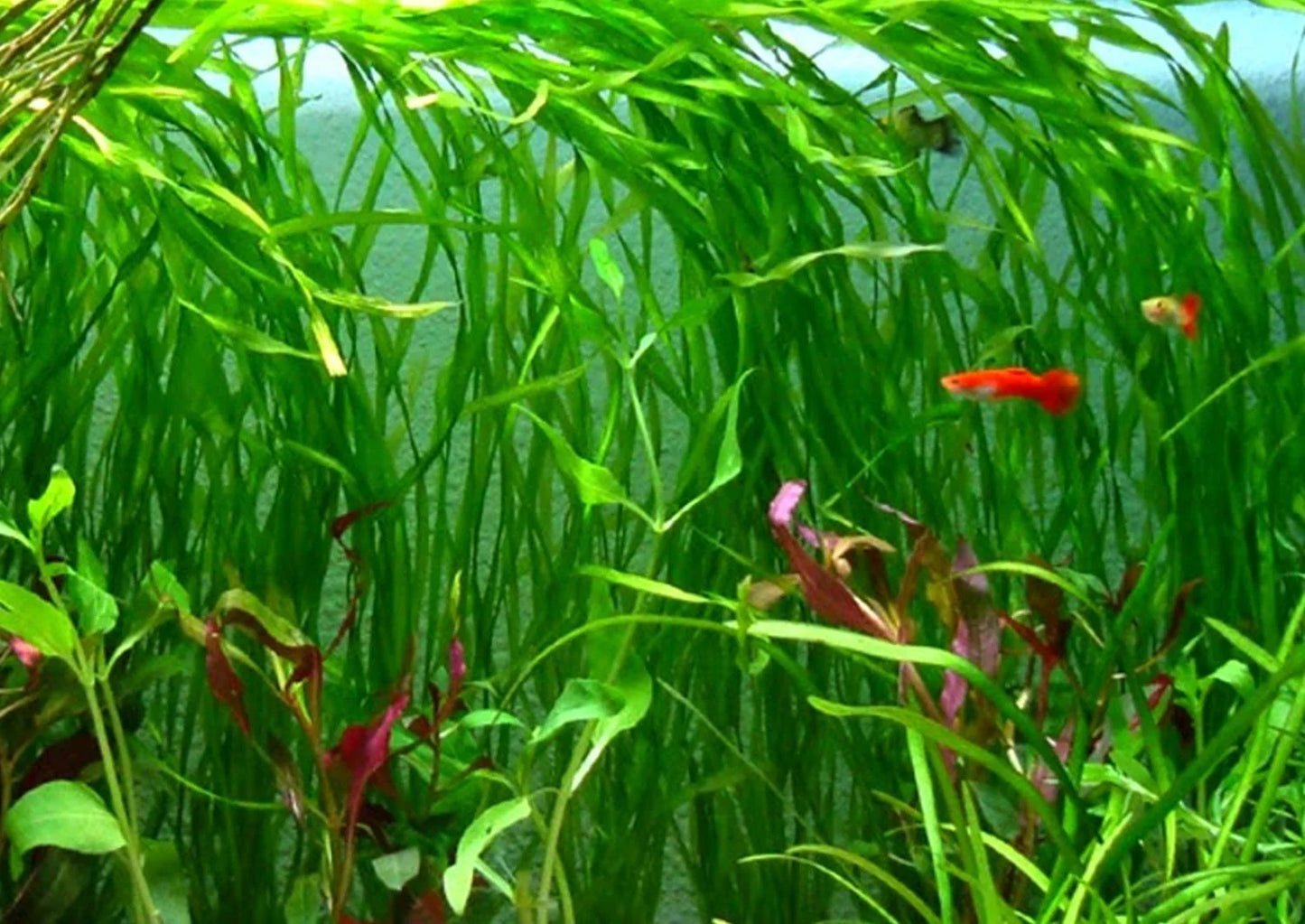 Vallisneria Tiger   וליסנריה טייגר