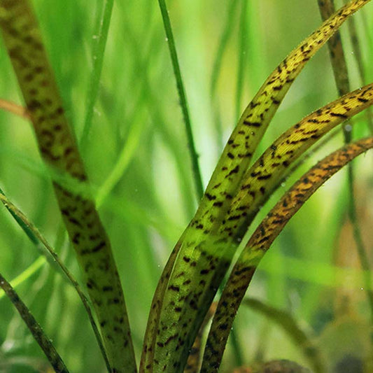 Vallisneria Tiger   וליסנריה טייגר