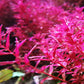 רוטלה בטרפליי  Rotala macrandra butterfly