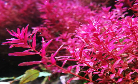 רוטלה בטרפליי  Rotala macrandra butterfly