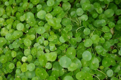הידרוקוטיל  וורטיסלטה  Hydrocotyle verticillata