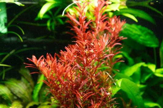 רוטלה בלאד רד  Rotala rotundifolia 'Blood Red'