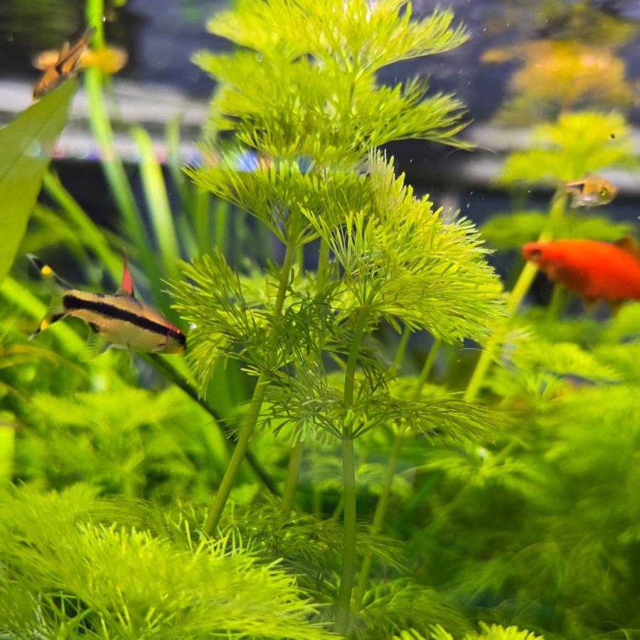 Limnophila Sessiliflora לימנופילה ססילפלורה - צילום ריבריום