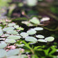 Limnobium Leavigatum (Amazon Frogbit).                                לימנוביום לאוויגטום (צפרדעון אמזוני) - צילום ריבריום